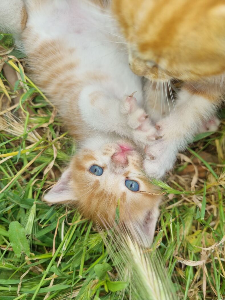 Как приучить котёнка к лотку — пошагово